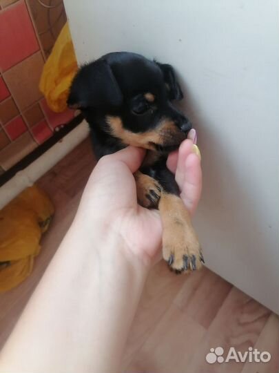 Русский той-терьер