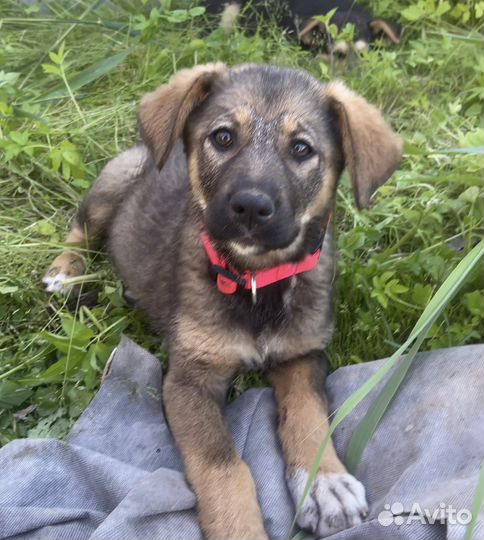 Щенок девочка в добрые руки