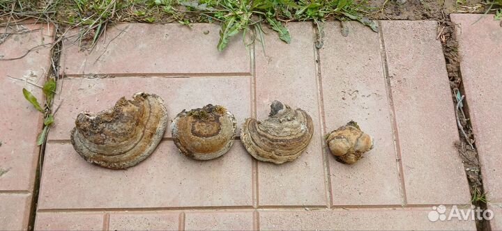 Трутовик окаймленный