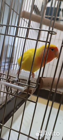 Попугай неразлучник жёлтый окрас