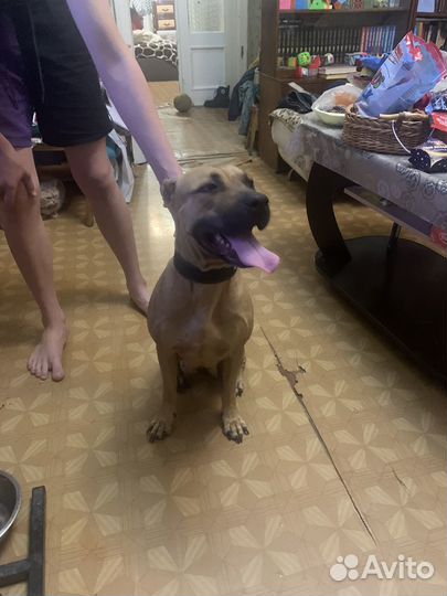 Питбультерьер