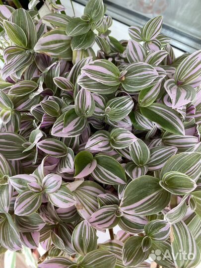 Традесканция нанук