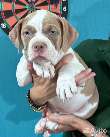 Американский булли стандарт