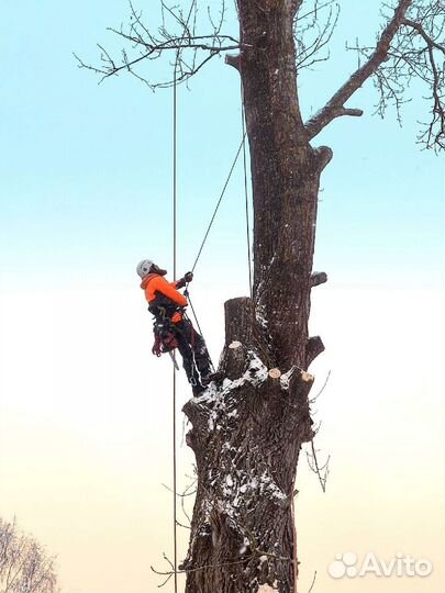Спил, удаление, обрезка деревьев
