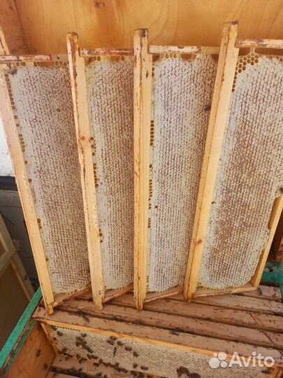 Мед в сотах