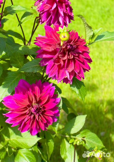 Георгины клубни