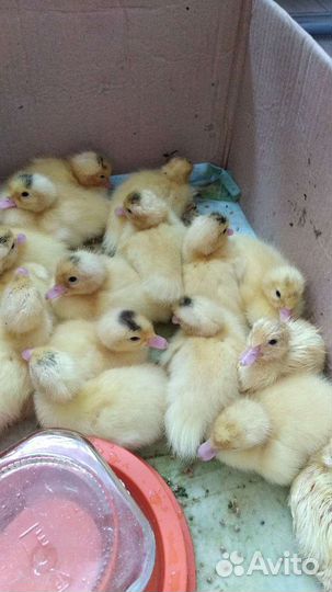 Утята мускусные тяжёлой французской линии