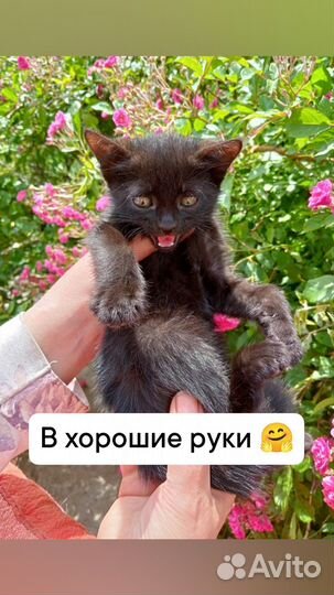 Котики в добрые руки