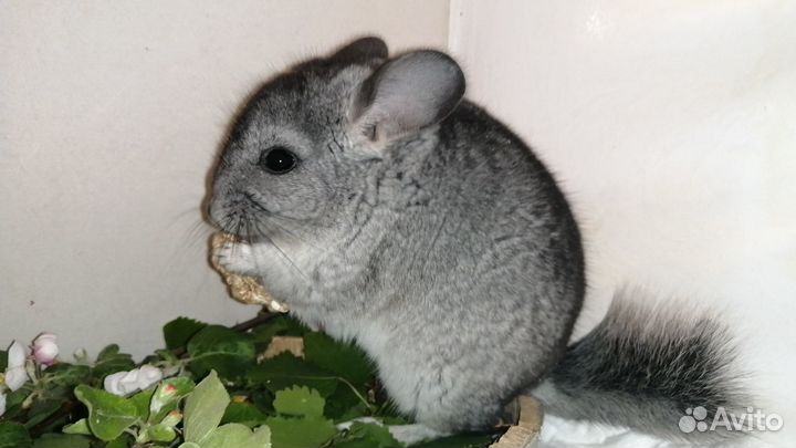 Домашний питомник предлагает ручных шиншилл