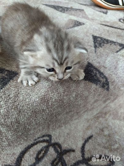 Кошка в дар бесплатно