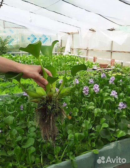 Водный гиацинт, пистия