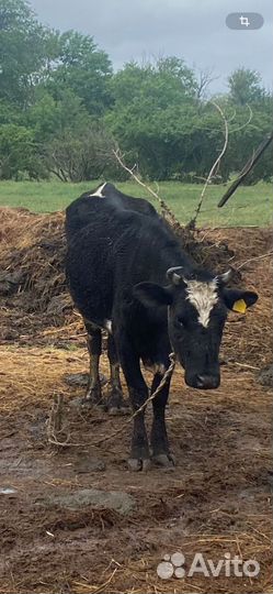 Коровы и бык