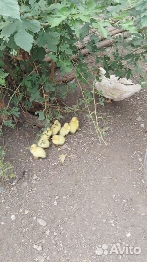 Утка с утятами, Щептуны