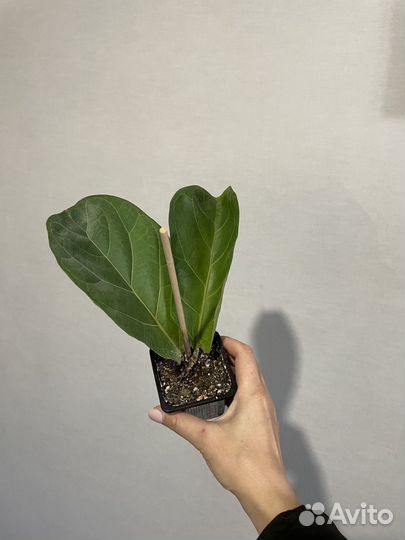 Фикус лирата бамбино