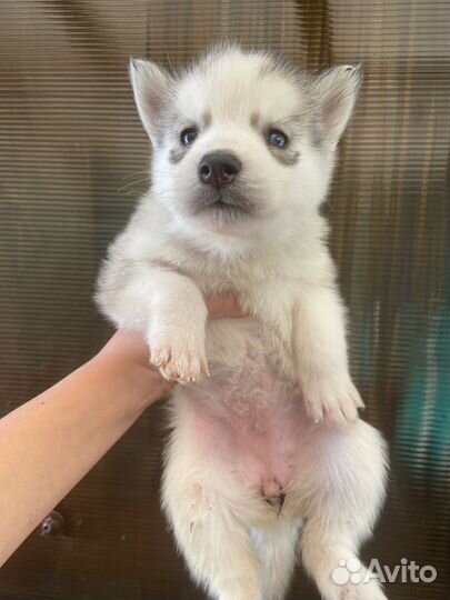 Щенки сибирской хаски