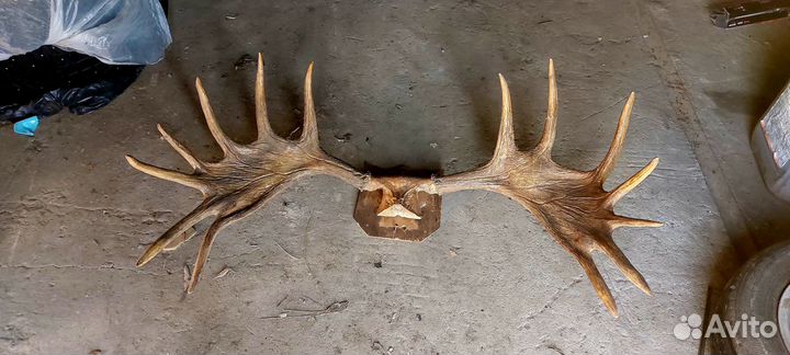 Продам рога лося