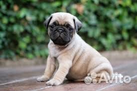 Щенки мопса черная девочка и беж мальчик