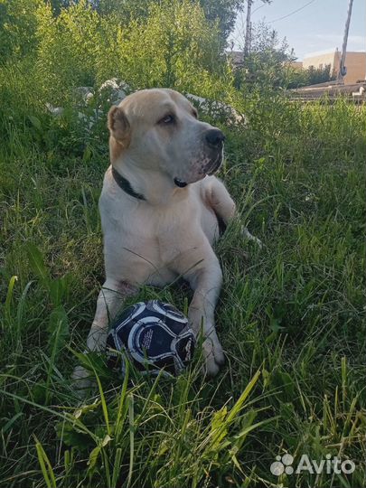 Вязка Алабая