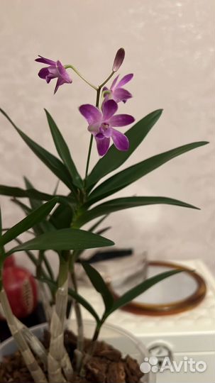 Дендробиум Берри ода