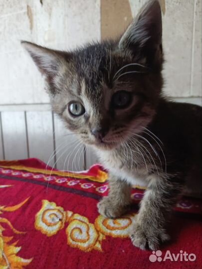 Котята на дачах
