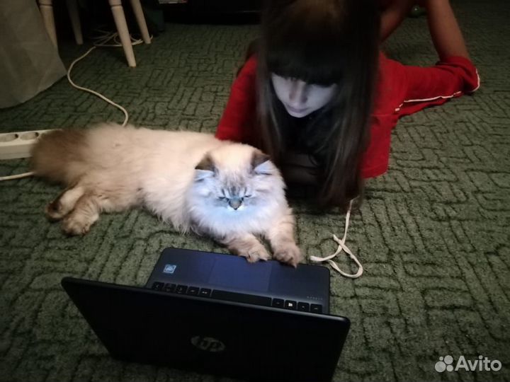 Котик персидский на вязку