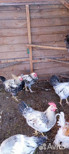 Молодые петухи