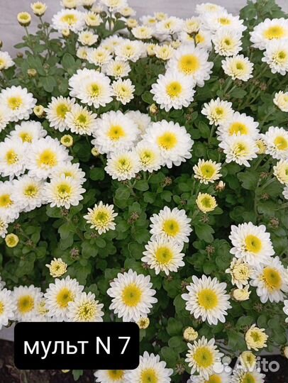 Укорененные черенки хризантемы мультифлора