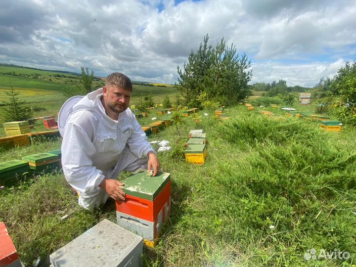 Матки Бакфаст F1, ио, и Островные