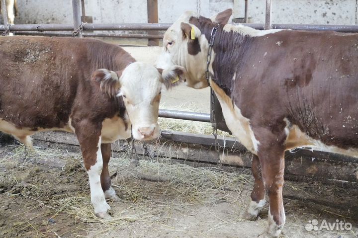 Коровы герефордской породы класса класса элита и э
