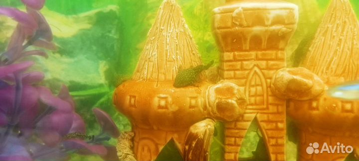 Аквариумные рыбки сомики и гуппи