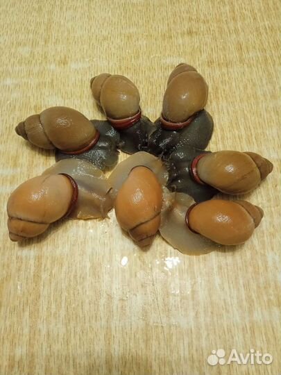 Улитки Ахатины/ Архахатины почтой