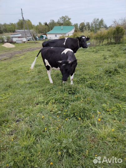 Корова стельная