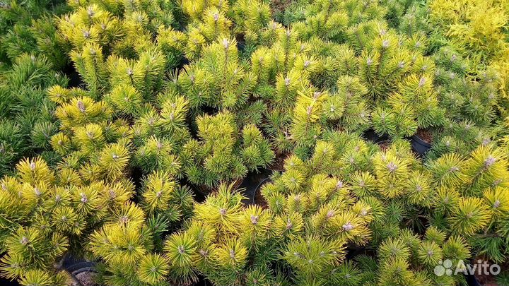 Сосна горная