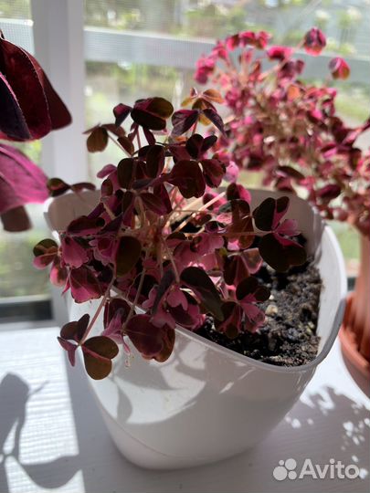 Кислица оксалис(вулканическая)