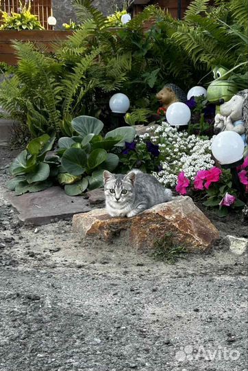 Кошки в дар