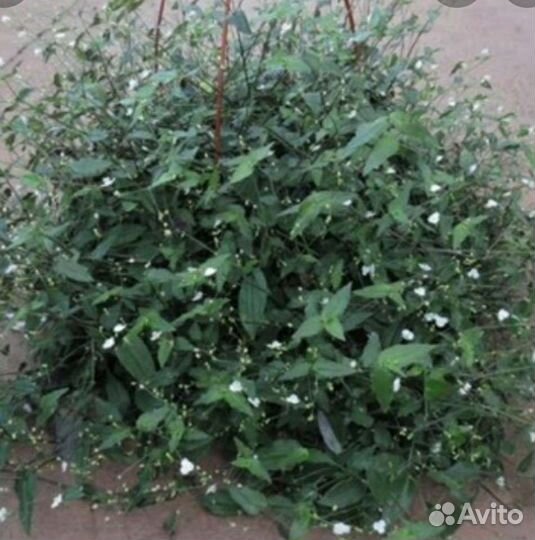 Вербена ампельная, традесканция, ипомея