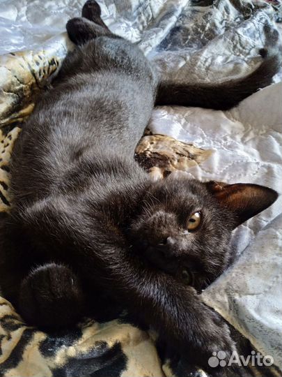 Кот мышелов бесплатно