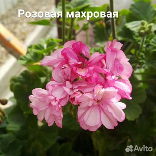 Пеларгония герань махровая цвет розовая и фуксия