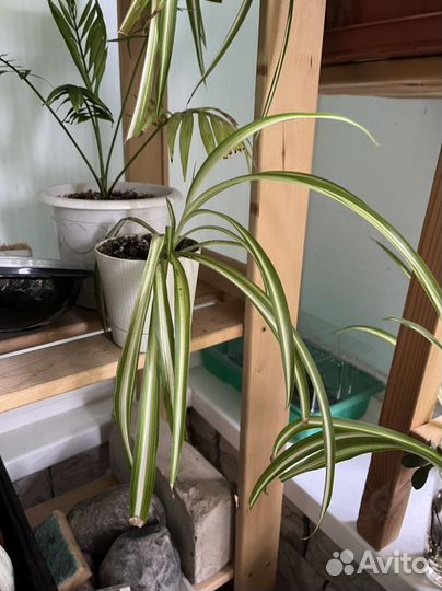 Хлорофитум