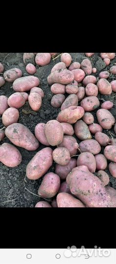 Продам Картофель Крупный