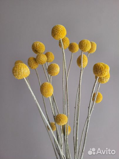 Краспедия стабилизированная