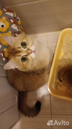 Золотая шиншилла