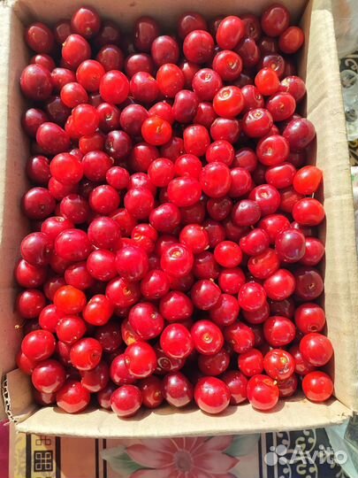 Вишня Морель, ранняя 2