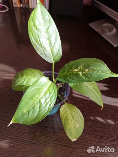 Дифенбахия