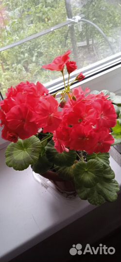 Фиалка цветущая. Панданус. Хлорофитум кудрявый