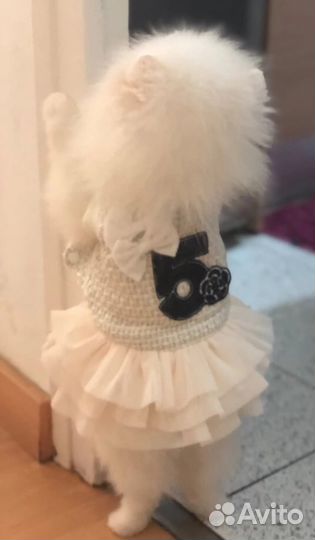 Платье для маленькой собаки