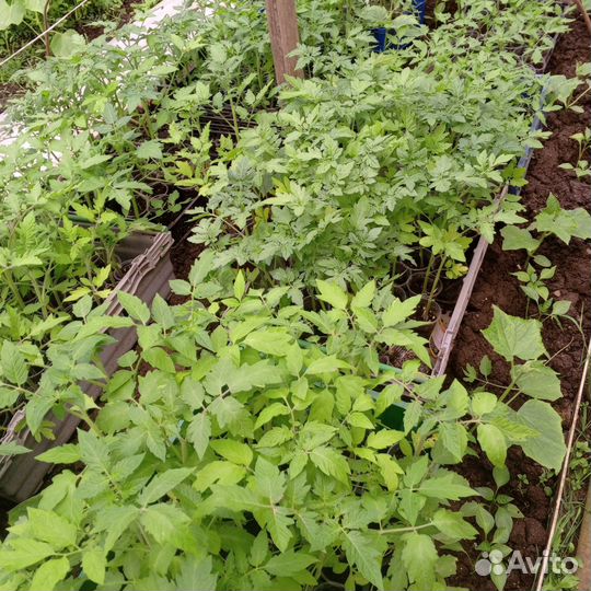 Рассада помидор