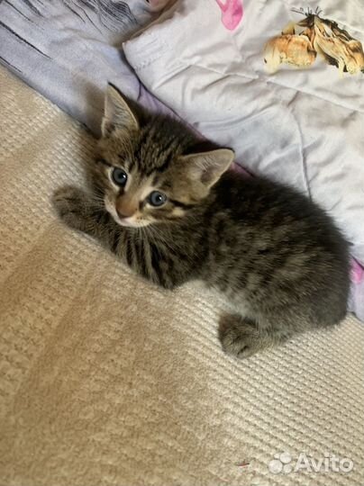 Котята в добрые руки бесплатно