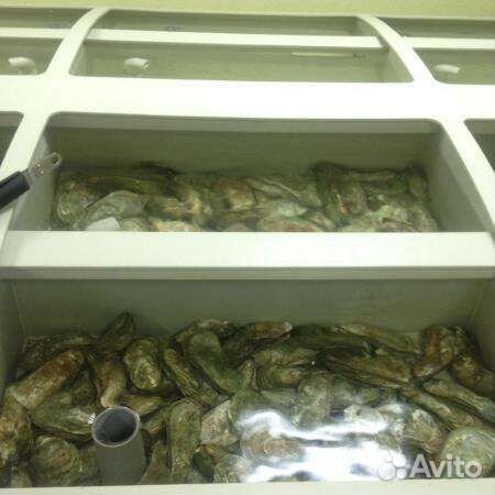 Аквариум-витрина