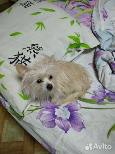 Мальчик для вязки ищет девочку